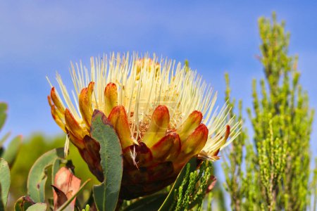 Photo for Protea Kilimandscharica blooming in the moorland region of lower slopes of Kilimanjaro, Tanzania - Royalty Free Image
