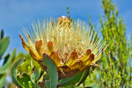 Photo for Protea Kilimandscharica blooming in the moorland region of lower slopes of Kilimanjaro, Tanzania - Royalty Free Image