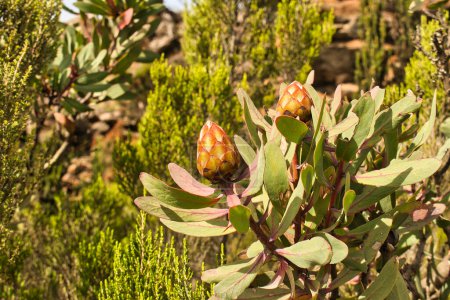 Photo for Protea Kilimandscharica bud in the moorland region of lower slopes of Kilimanjaro, Tanzania - Royalty Free Image