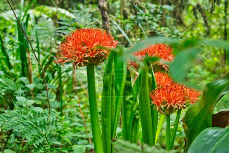 Photo for Scadoxus multiflorus or Fireball Lily blooming in the moorland region of lower slopes of Kilimanjaro, Tanzania - Royalty Free Image