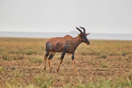 Photo for Topi  at Serengeti National Park, Tanzania - Royalty Free Image