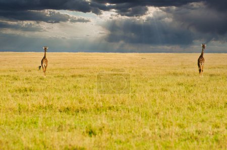 Téléchargez les photos : Girafe Pair traversant la Savane dans un décor crépusculaire doré au parc national du Serengeti, en Tanzanie - en image libre de droit