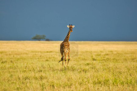 Téléchargez les photos : Une girafe traversant la Savane dans un décor crépusculaire doré au parc national du Serengeti, en Tanzanie - en image libre de droit