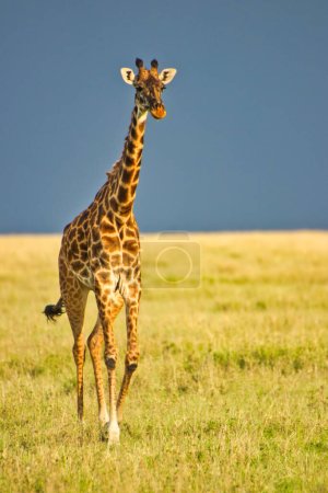 A Giraffe crossing the Savanna in a golden twilight setting at Serengeti National park, Tanzania