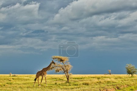 Téléchargez les photos : Une girafe traversant la Savane dans un décor crépusculaire doré au parc national du Serengeti, en Tanzanie - en image libre de droit