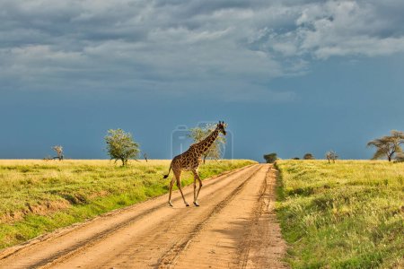 Téléchargez les photos : Girafe traverse une piste de safari sur son chemin à travers la Savane dans la soirée heure dorée et crépuscule au parc national du Serengeti, en Tanzanie - en image libre de droit