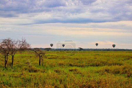 Photo for A view of the Baloon safari in the evening at Serengeti National Park, Tanzania - Royalty Free Image