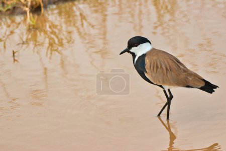 Photo for Spur winged Lapwing or Plover at Serengeti National Park, Tanzania - Royalty Free Image