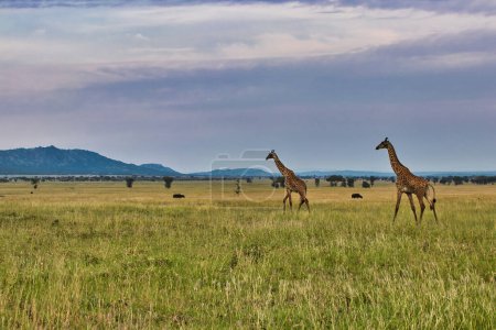 Photo for Pair of Giraffes cross the Savanna at Serengeti National Park, Tanzania - Royalty Free Image