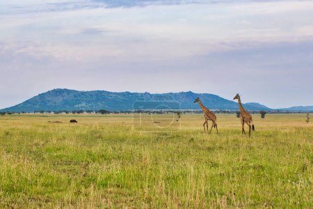 Téléchargez les photos : Une paire de girafes traverse la savane au parc national du Serengeti, en Tanzanie - en image libre de droit