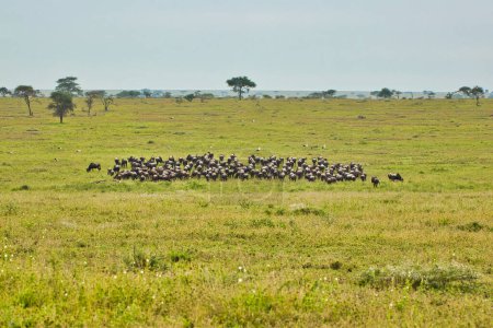 Photo for Buffalo herd at Serengeti National Park, Tanzania - Royalty Free Image