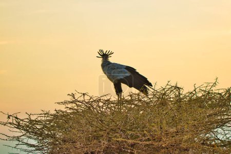 Photo for Secretary bird at Ngorongoro crater, Tanzania - Royalty Free Image