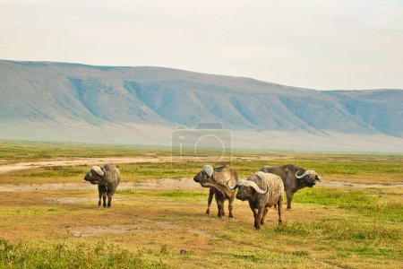 Photo for Buffalo group at Ngorongoro crater, Tanzania - Royalty Free Image