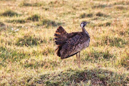 Photo for Black Bellied Bustard in the early morning light at Ngorongoro crater, Tanzania - Royalty Free Image