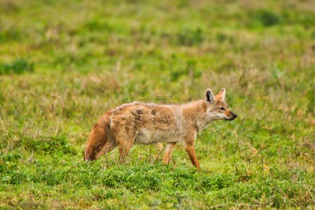 Photo for A rare African Golden Jackal inside the Ngorongoro crater, Tanzania - Royalty Free Image