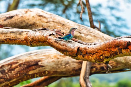 Photo for Lilac Breasted Roller displaying its bright colors inside Ngorongoro crater, Tanzania - Royalty Free Image