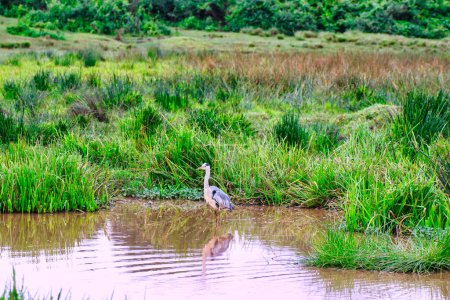 Photo for Grey Heron at the marshes near the Ark Lodge, Aberdare National Park, Kenya - Royalty Free Image