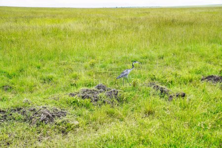 Photo for A Black headed Heron with a snake in its beak near the marshes in Maasai Mara, Kenya, Africa - Royalty Free Image