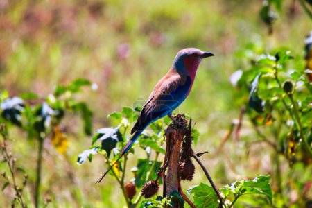 Photo for A Beautiful and color ful Lilac Breasted Roller in the bushes in Maasai Mara, Kenya, Africa - Royalty Free Image