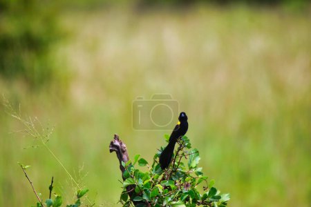 Photo for Yellow mantled Widowbird on a bush in Maasai Mara, Kenya, Africa - Royalty Free Image