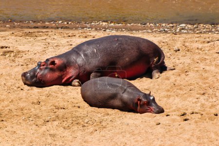 Photo for A Hippopotamus and her baby enjoy the sun on a sandbank in the Mara river in Maasai Mara game reserve, Kenya, Africa - Royalty Free Image