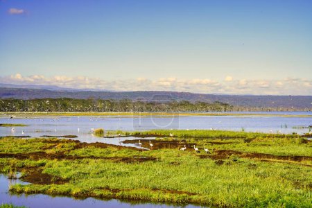Photo for Lake Nakuru wetlands are a prime habitat for over 300 bird species and animals in Kenya - Royalty Free Image