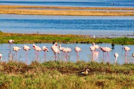 Photo for Lesser Flamingos at Lake Nakuru,Kenya - Royalty Free Image