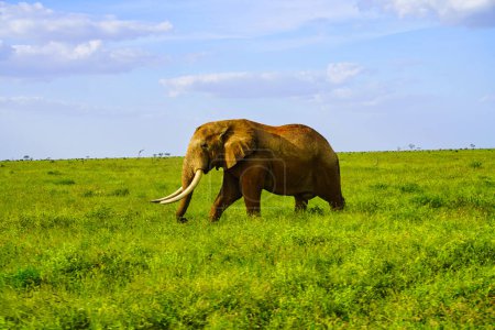 Photo for A Lone Elephant in the grass at Tsavo East National Park, Kenya, Africa - Royalty Free Image