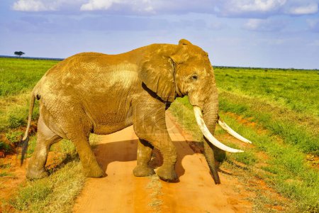 Foto de Un elefante cubierto de arcilla roja de Tsavo cruza el sendero del juego en el Parque Nacional del Este de Tsavo, Kenia, África - Imagen libre de derechos