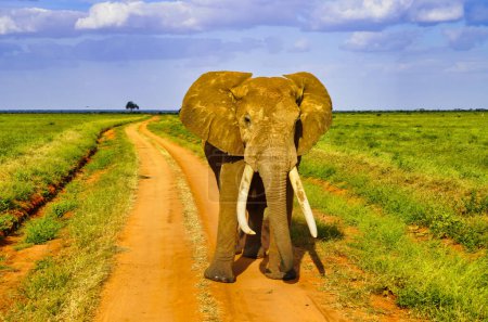 Foto de Una Elefante Femenina recubierta en las pausas de arcilla roja de Tsavo para verificar el peligro de los turistas en los senderos de juego en el Parque Nacional de Tsavo Este, Kenia, África - Imagen libre de derechos