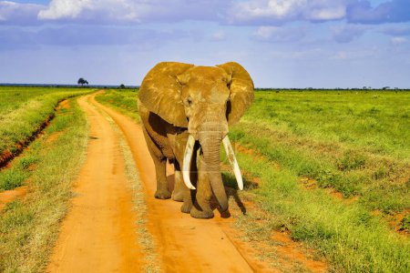 Foto de Una Elefante Femenina recubierta en las pausas de arcilla roja de Tsavo para verificar el peligro de los turistas en los senderos de juego en el Parque Nacional de Tsavo Este, Kenia, África - Imagen libre de derechos