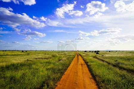 Photo for Tsavo features vast open savanna landscapes with deep red coloured game trails with open skies an abundant game and bird species, Tsavo National Park, Kenya, Africa - Royalty Free Image