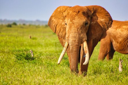 Foto de Un majestuoso elefante cubierto de arcilla roja de Tsavo mira a los turistas en los senderos de juego en el Parque Nacional Tsavo East, Kenia, África - Imagen libre de derechos