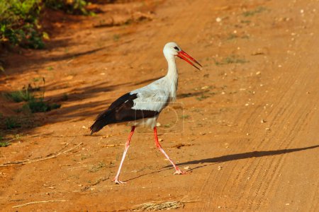Photo for An elegant looking White Stork walks across the game trails in search of insects at Tsavo East National Park, Kenya, Africa - Royalty Free Image