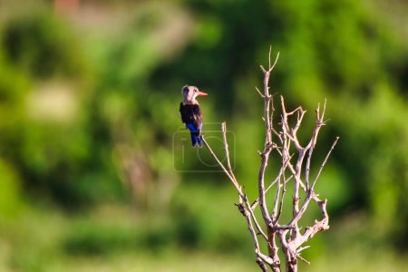 Photo for A tiny Pygmy Kingfisher on a bush at Tsavo East National Park, Kenya, Africa - Royalty Free Image
