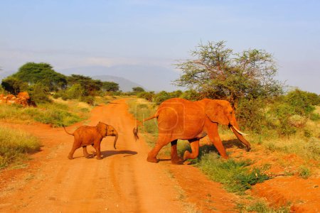 Foto de Un elefante bebé es llevado a la seguridad por su madre elefante a través de los senderos de juego del Parque Nacional Tsavo East, Kenia, África - Imagen libre de derechos
