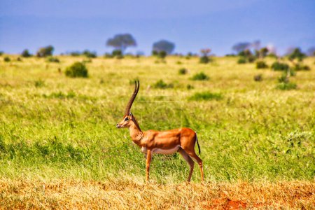 Photo for A lone Grants Gazelle watches out for danger at Tsavo East National Park, Kenya, Africa - Royalty Free Image
