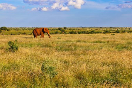 Photo for A Red dust coated Tsavo Elephant crosses the vast savanna plains of the magnificient Tsavo East National Park, Kenya, Africa - Royalty Free Image