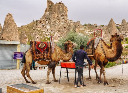 Photo for Central asian Camels bedecked with fancy saddles available for a ride near Uchisar, Cappadocia, Turkey - Royalty Free Image