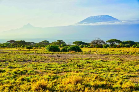 A Kori Bustard et Impala gazelles à l'affût pour le petit déjeuner sous l'ombre du magnifique Mont Kilimandjaro sur les plaines pittoresques de savane du parc national d'Amboseli, Kenya