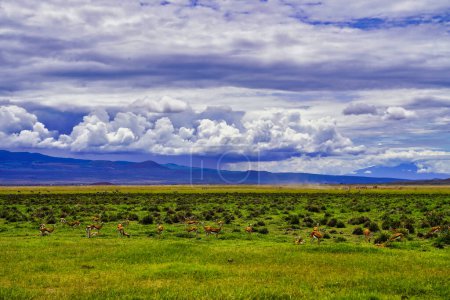 A herd of female Thomson gazelles look up from grazing in the savanna grasslands of Amboseli National park, Kenya