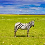 A lone Zebra framed against the lush grasslands of the Amboseli national park, Kenya