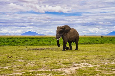 Photo for A bull elephant on the march at the Amboseli National Park, Kenya - Royalty Free Image