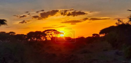 Golden sunset over the acacia woods and grass plains of the scenic Amboseli National park, Kenya