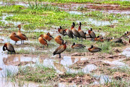 A flock of White faced Whistling ducks at the marshy swamps in Amboseli National Park, Kenya