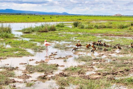 A flock of White faced Whistling ducks and a lone flamingo at the marshy swamps in Amboseli National Park, Kenya