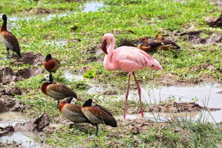 A flock of White faced Whistling ducks and a lone pink lesser flamingo at the marshy swamps in Amboseli National Park, Kenya