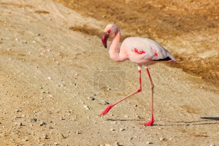 Photo for A Pink Lesser Flamingo struts on the trail at Amboseli National park, Kenya - Royalty Free Image