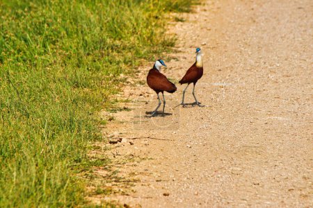 A pair of African Jacanas out on the trail for insects at the Amboseli National Park, Kenya