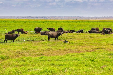 Un troupeau de buffles africains se nourrissant d'herbe fraîche le long d'une grue couronnée dans les prairies du parc national d'Amboseli, au Kenya